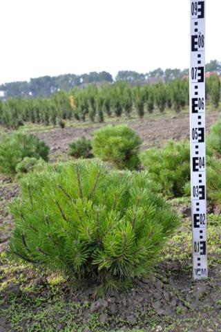 Pinus uncinata